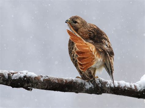 Six Quick Questions To Help You Identify Red Tailed Hawks Audubon