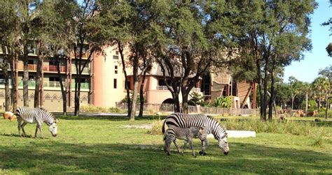 Wildlife Wednesdays Rare Hartmanns Mountain Zebra Born At Disneys