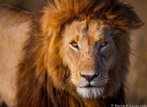 Be as fierce as a lion. Male Lion - Burrard-Lucas Photography