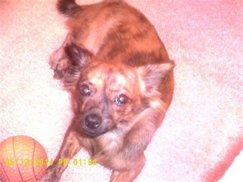 These include the term teacup chihuahua for very small dogs, and applehead chihuahua for those with the aka standards. Beautiful brindle long haired chihuahua for adoption - 6 ...