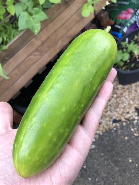 Finally Grew My First Cucumber And It’s An Absolute Unit R Gardening