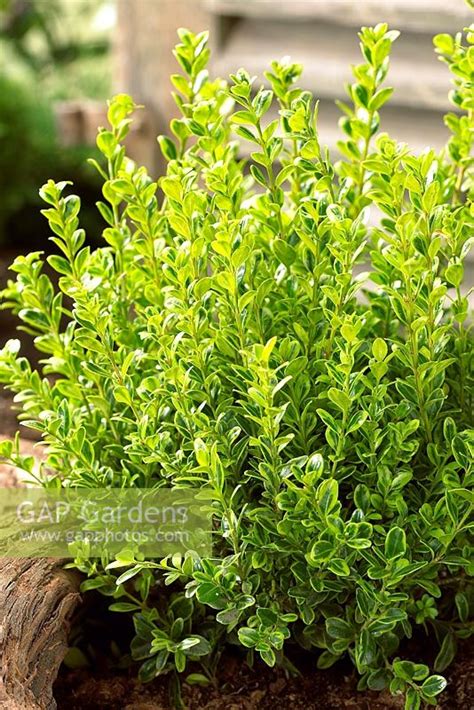 Buxus Microphylla G Stock Photo By Visions Image 0045100