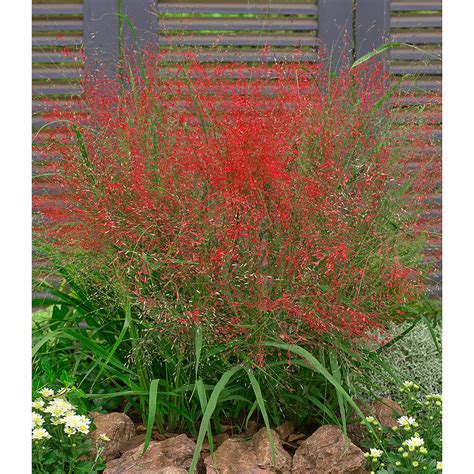 Besonders hohes ziergras macht sich gut als solitärpflanze. Garten-Welt Ziergras-Kollektion 4 Pflanzen rot - Hier ...
