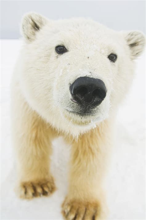 Polar Bear Ursus Maritimus Curious Photograph By Steven Kazlowski