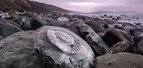salvaging fossils on the jurassic coast laptrinhx news