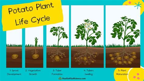 Life Cycle Of A Potato What You Need To Know