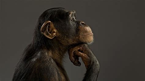 4556513 Animals Muzzles Monkey Chimpanzees Closeup Hair
