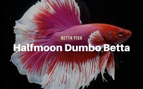 Halfmoon Dumbo Ear Betta Everything You Need To Know The Aqua Advisor
