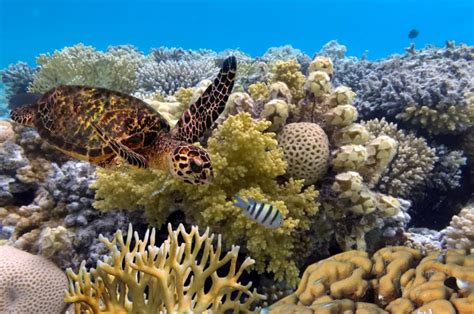 Why Is The Great Barrier Reef Important American Oceans