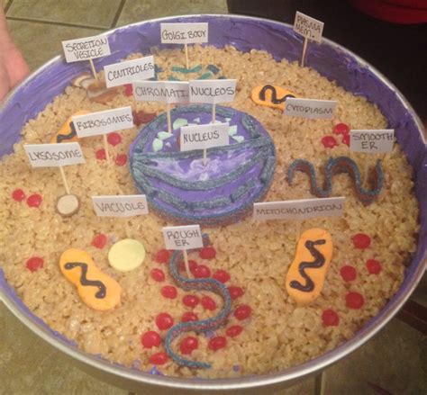 The 25 Best Animal Cell Project Ideas On Pinterest Cell Model