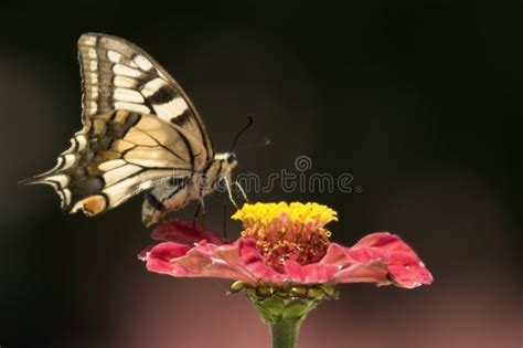 Farfalla Di Coda Di Rondine Con Il Girasole Immagine Stock Immagine