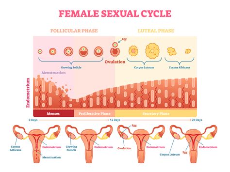 Heres What Happens On Every Day Of Your Menstrual Cycle Roughly Herie