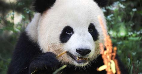 Visit The Pandas At Berlin Zoo Berlin Welcomecard