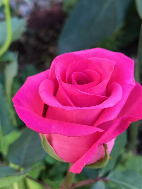 Pretty Pink Rose Beautiful Rose Flowers Beautiful Roses Beautiful