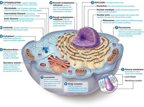 Cells Are Made Of Organelles Welcome To Mrs Sandovals Awesome
