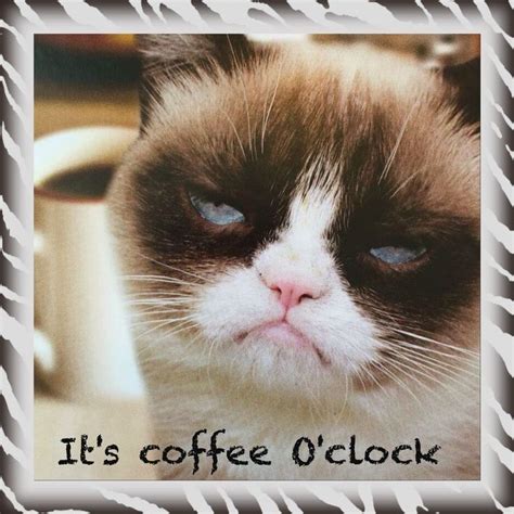 Its Coffee Time Grumpy Cat Grumpy Cat Quotes Cats