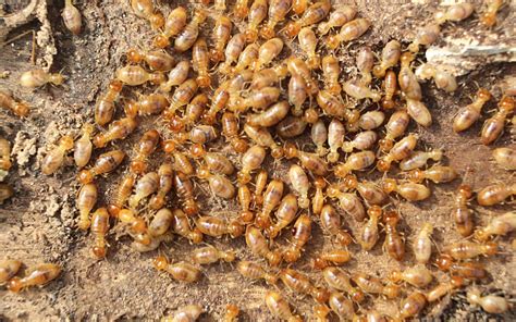 How Long Does It Take To Get Rid Of Termites Exploring Treatment Options