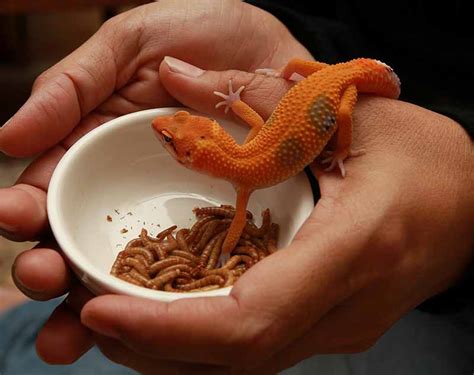 Do Leopard Geckos Make Good Petswith Pics Blue Dragon Pets