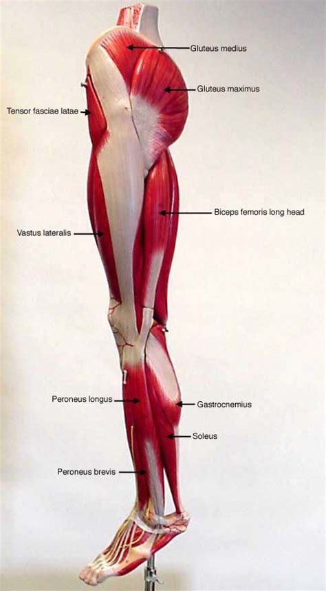 Labeled Lateral View Of Leg Muscles Muscle Anatomy Human Muscle