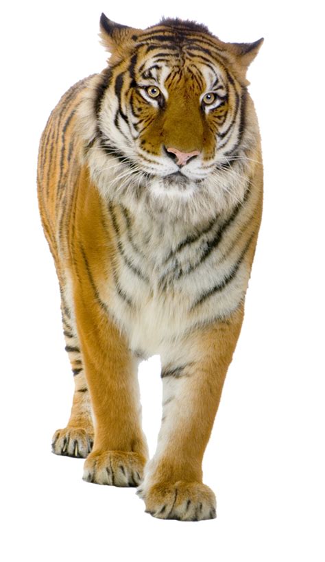 Tiger Transparent Free Png Png All