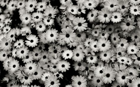 Black And White Flowers Desktop Wallpapers 1920x1200