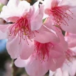 Free Images Flower Petal High Pink Cherry Blossom Cool Image
