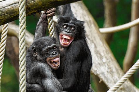 The bonobo monkey is currently endangered due to poaching and habitat loss. Bonobo reageert sneller op positieve dan negatieve emoties ...
