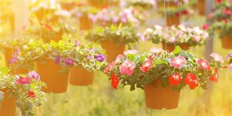Potted Plants 101 The Best Hanging Potted Plants To Make Your Pergola