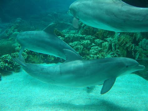 dolphins | Pics4Learning