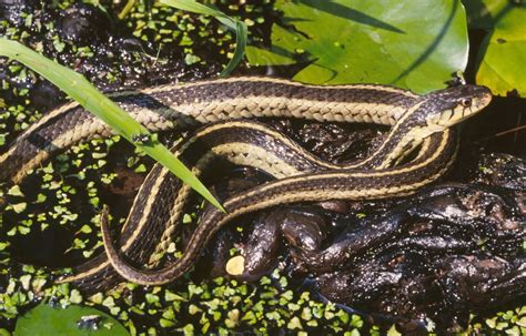 Snakes Of Around The World Eastern Garter Snake