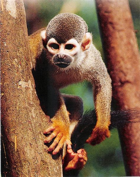 Zoológico Virtual Do Koba Macaco De Cheiro