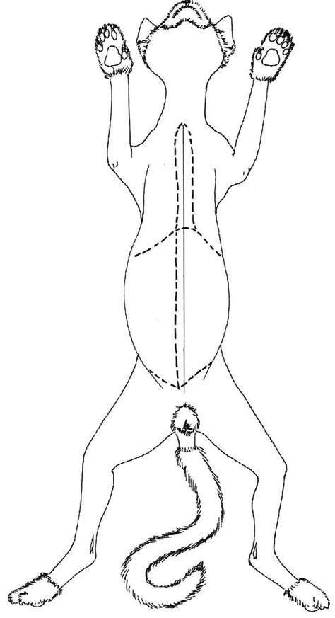 .they dissect the cat, asking them to compare the appearance and location of certain organs, name and describe sections of the intestine, and label an image of the cat. On the Cutting Edge: Making Connections Through Cat ...