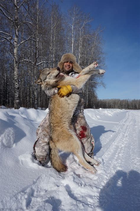 Zoë hanley, northwest representative of defenders of wildlife, said in a letter to lawmakers that the bill is, an assault on idaho's wolf population, and hunting wolves does not reduce the loss. Wide North Outfitters Wolf Hunting Photo Gallery