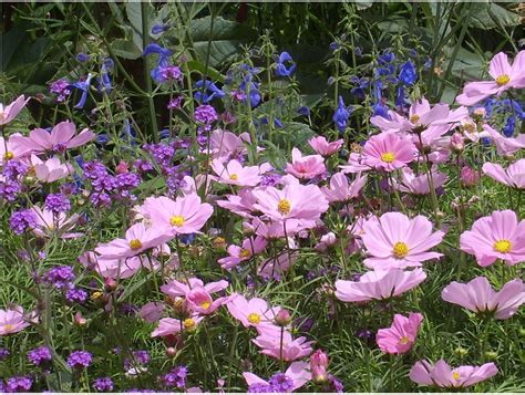 Many gardeners combine their purple flowers with perennial flowers are small flowers that grow and bloom over the seasons of spring and summer and then die back during autumn and winter. Garden Flowers Perennials Photograph | Purple Perennial Flow