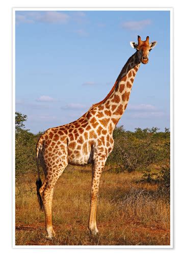 Giraffe In Africa Posters And Prints Uk
