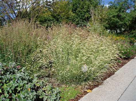 It has great winter interest and a beautiful. Lovegrass Farm: Bouteloua gracilis (Blue Grama) Ornamental ...