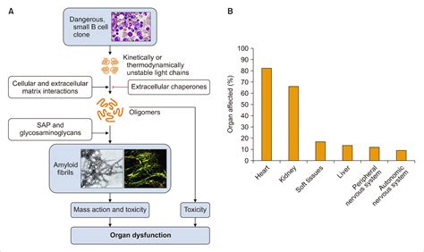 Koreamed Synapse