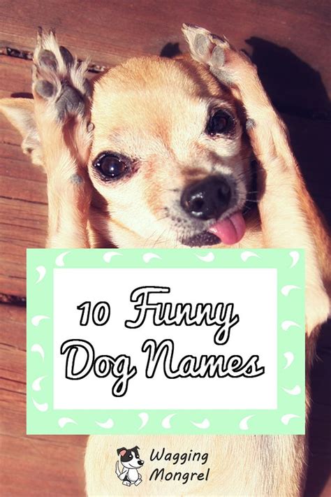 10 Funny Dog Names Dog Names Funny Dog Names Funny Dogs