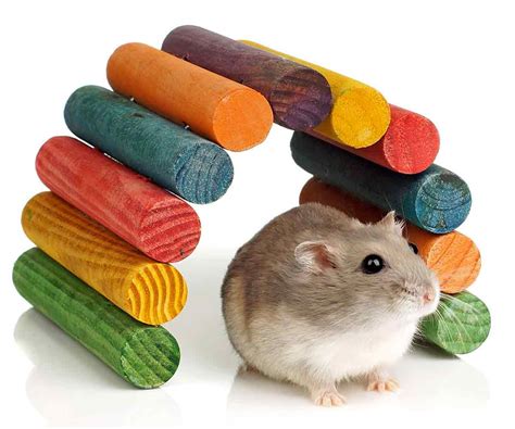 Homemade Chew Toys For Hamsters Wow Blog
