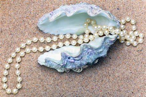 Sea Shell With Pearls Inside Stock Photo Image Of Necklace T