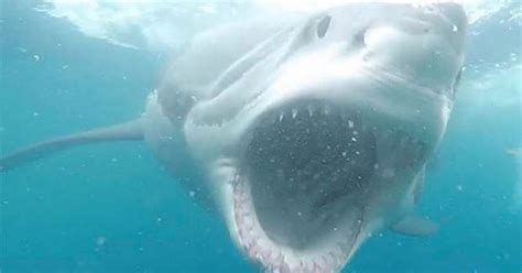 great white shark lunges at diver with mouth wide open in heart stopping footage daily star