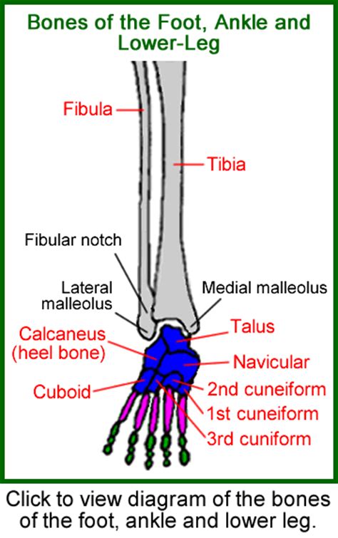 The largest and most medial leg bone, forming both the knee and ankle joints. Fibula (Leg Bone)