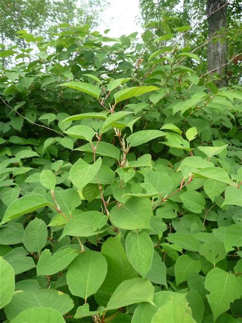 Vente de cerisier à fleurs, cerisier du japon ou prunus. Espèces exotiques envahissantes - Conseil régional de l ...