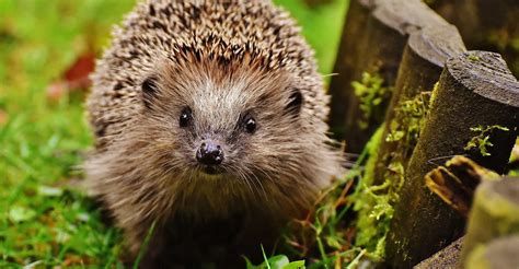 Hedgehogs Ultimate Guide To Looking After Hedgehogs Diy Garden