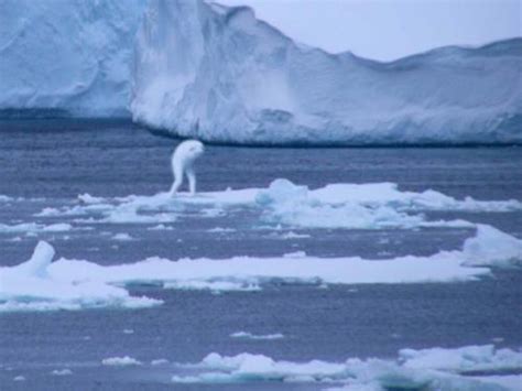 Alien Spotted In Arctic Strange Unexplained Mysteries
