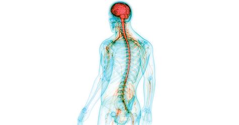 What Organs Make Up The Nervous System Mugeek Vidalondon