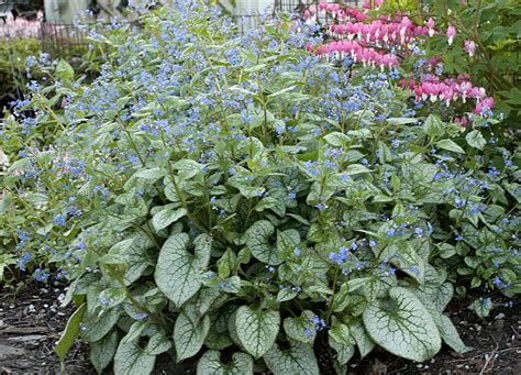 Jack Frost Full To Part Shade Perennial Plants Plants Evergreens