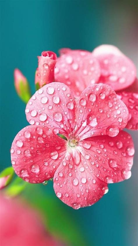 Pure Dew Wet Wild Flower Macro Iphone 6 Wallpaper