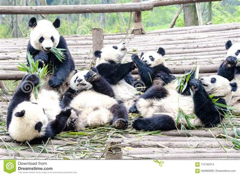 Panda Bear Cubs Playing And Eating Bamboo Panda Research Center