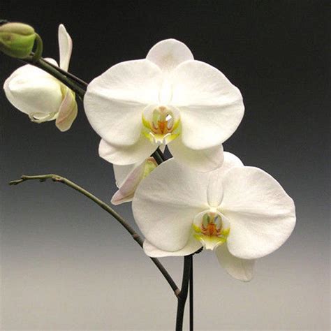 Phalaenopsis Orchid Seeds Home Garden Mixed Flower Seeds Buy At A Low Prices On Joom E Commerce